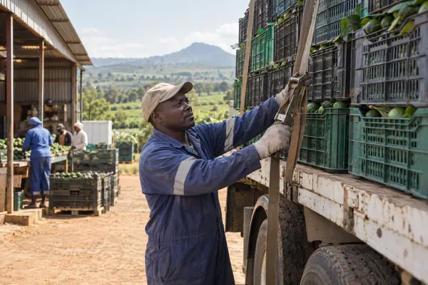 Farm lorry driver securing produce crates